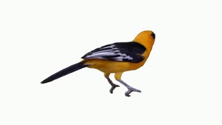 Parrot