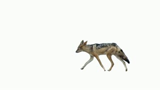 Coyote