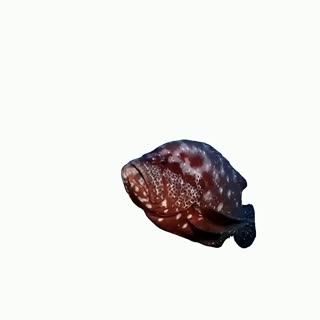 Pirrana