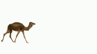 Camel