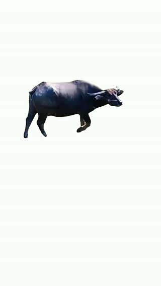 Buffalo