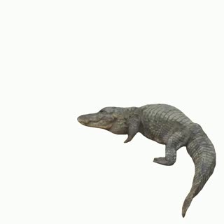 Alligator
