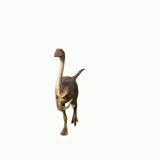 Raptor